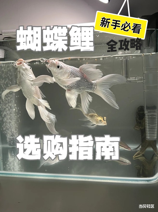 新手鱼友必看的蝴蝶鲤选购攻略，超全易懂看了就会！