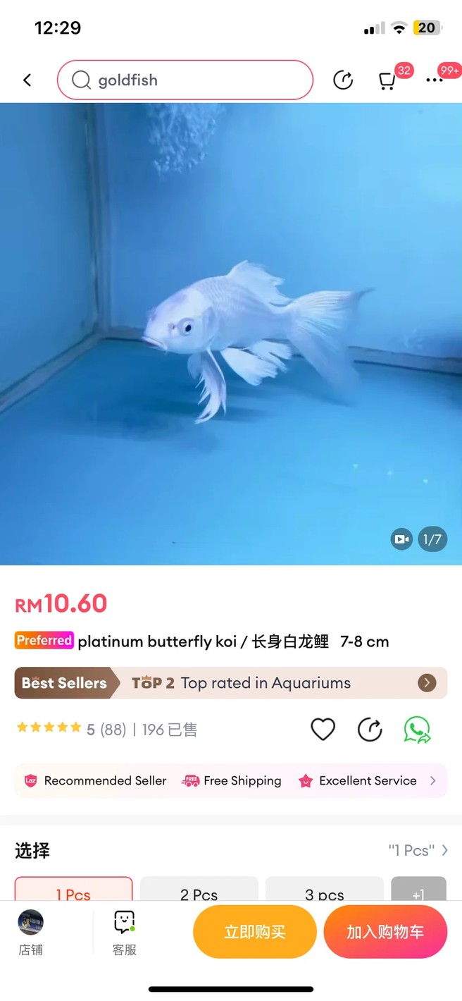 新手鱼友必看的蝴蝶鲤选购攻略，超全易懂看了就会！