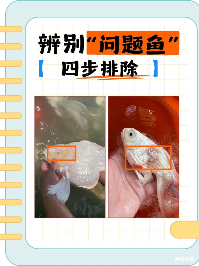 新手鱼友必看的蝴蝶鲤选购攻略，超全易懂看了就会！
