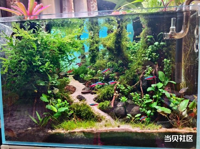 懒人小白必看！保姆级造景指南，3 步打造绝美鱼缸造景