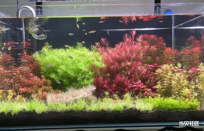 懒人小白必看！保姆级造景指南，3 步打造绝美鱼缸造景