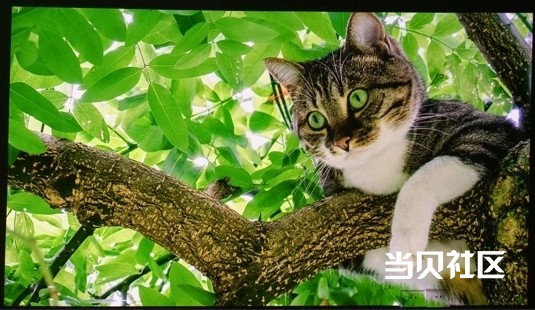 当贝X5S Max与坚果N3 Pro投影仪开箱对比 实测谁才是观影优选