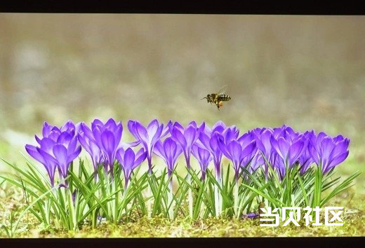 当贝X5S Max与坚果N3 Pro投影仪开箱对比 实测谁才是观影优选