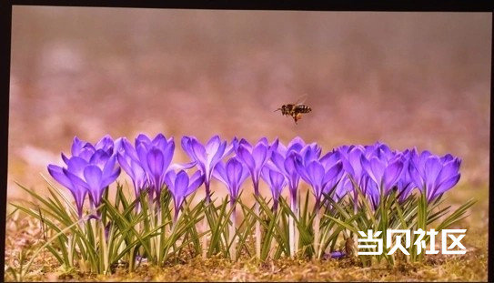 当贝X5S Max与坚果N3 Pro投影仪开箱对比 实测谁才是观影优选