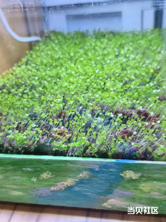 新手必看！鱼缸循环系统终极指南：3招告别死鱼臭水