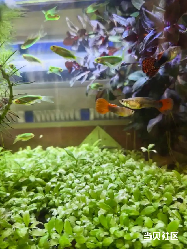 新手必看！鱼缸循环系统终极指南：3招告别死鱼臭水