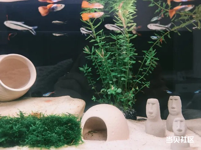新手必看一分钟了解当贝鱼缸 AI 功能智能养鱼全攻略