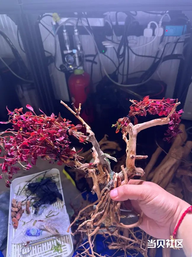 樱花树造景不会？养不活？手残党也能做！鱼缸樱花树造景保姆级教程