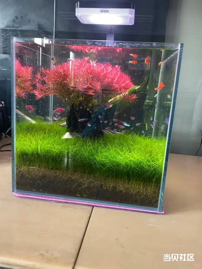 樱花树造景不会？养不活？手残党也能做！鱼缸樱花树造景保姆级教程