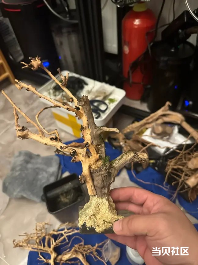 樱花树造景不会？养不活？手残党也能做！鱼缸樱花树造景保姆级教程