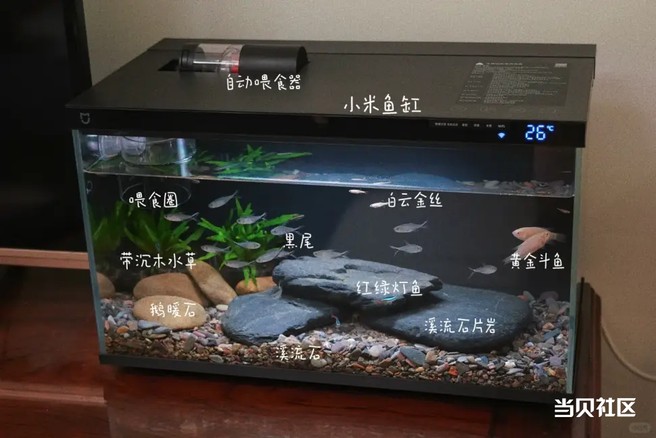 小米鱼缸造景全攻略｜溪流缸开缸教程+避坑指南