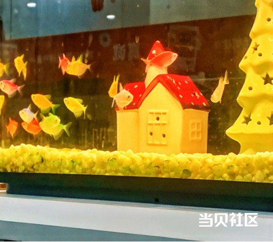 当贝智能生态鱼缸|95后杭漂新手养鱼，一键“鱼”快生活