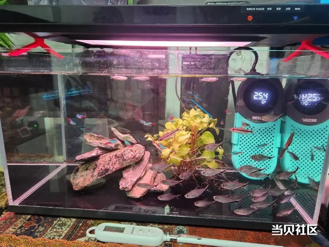 当贝、米家、森森智能鱼缸全面测评，看完再买不后悔