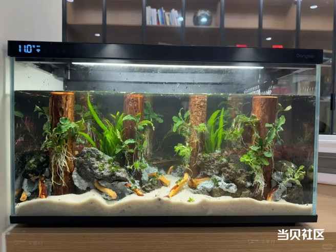 当贝、米家、森森智能鱼缸全面测评，看完再买不后悔